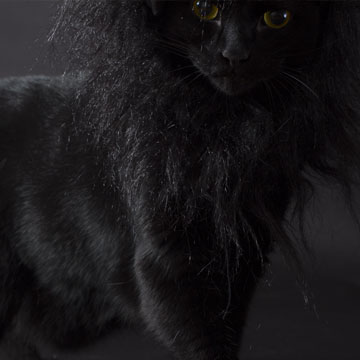 Pet thumbnail